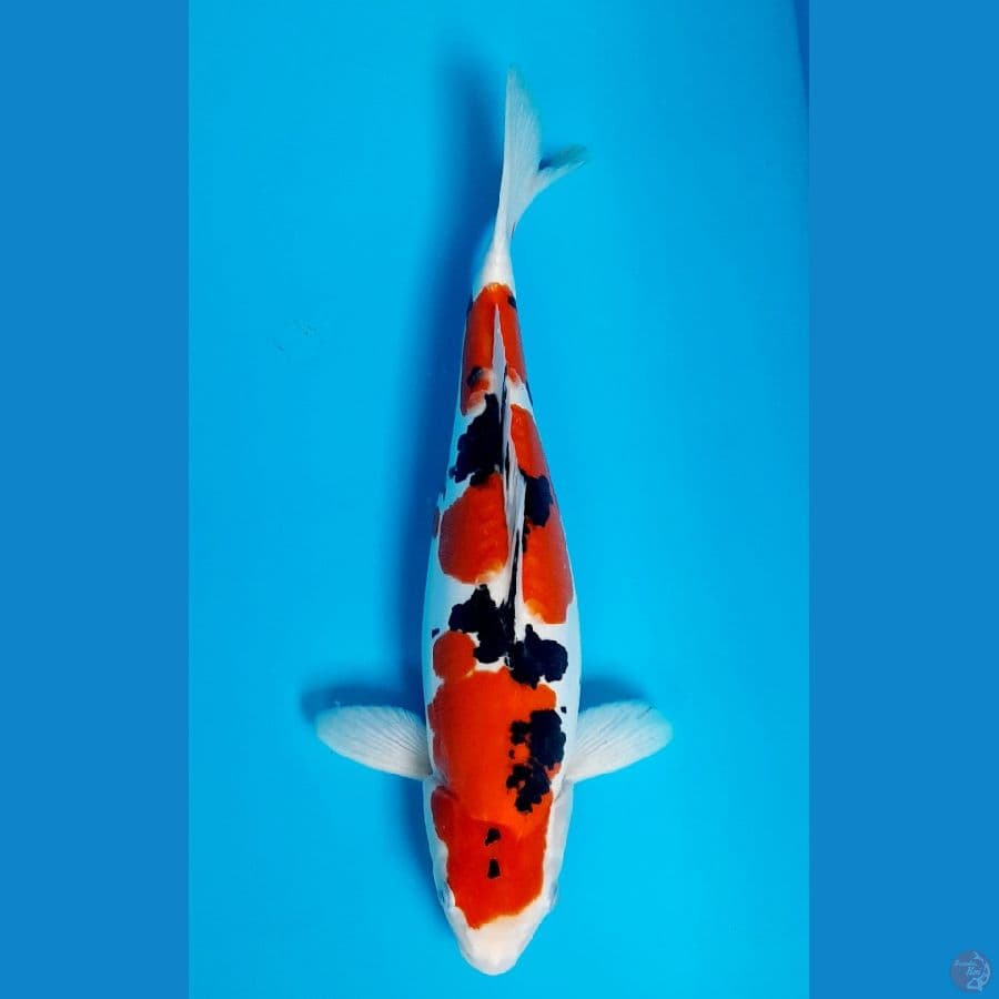 sanke doitsu 38cm