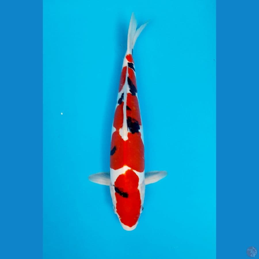 sanke doitsu 35cm
