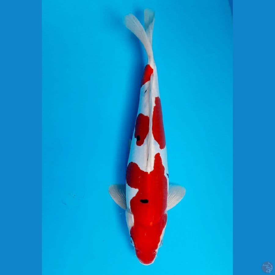 sanke doitsu tattegoi 30cm