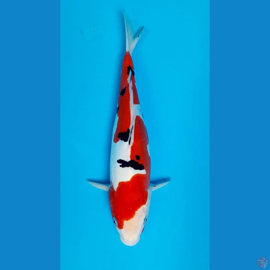 sanke doitsu 28cm