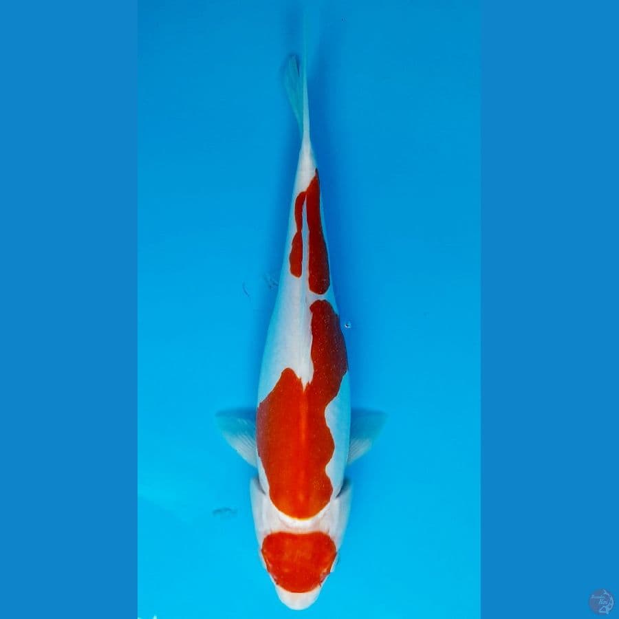 maruten kohaku 30cm