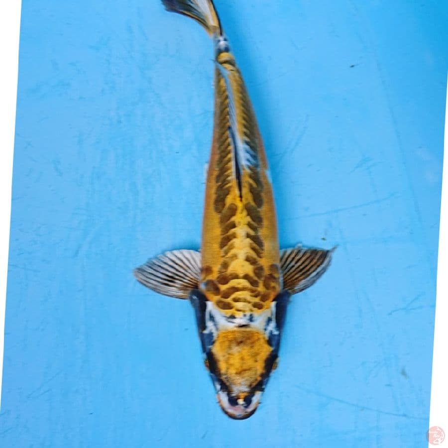 M KIKO 32 CM