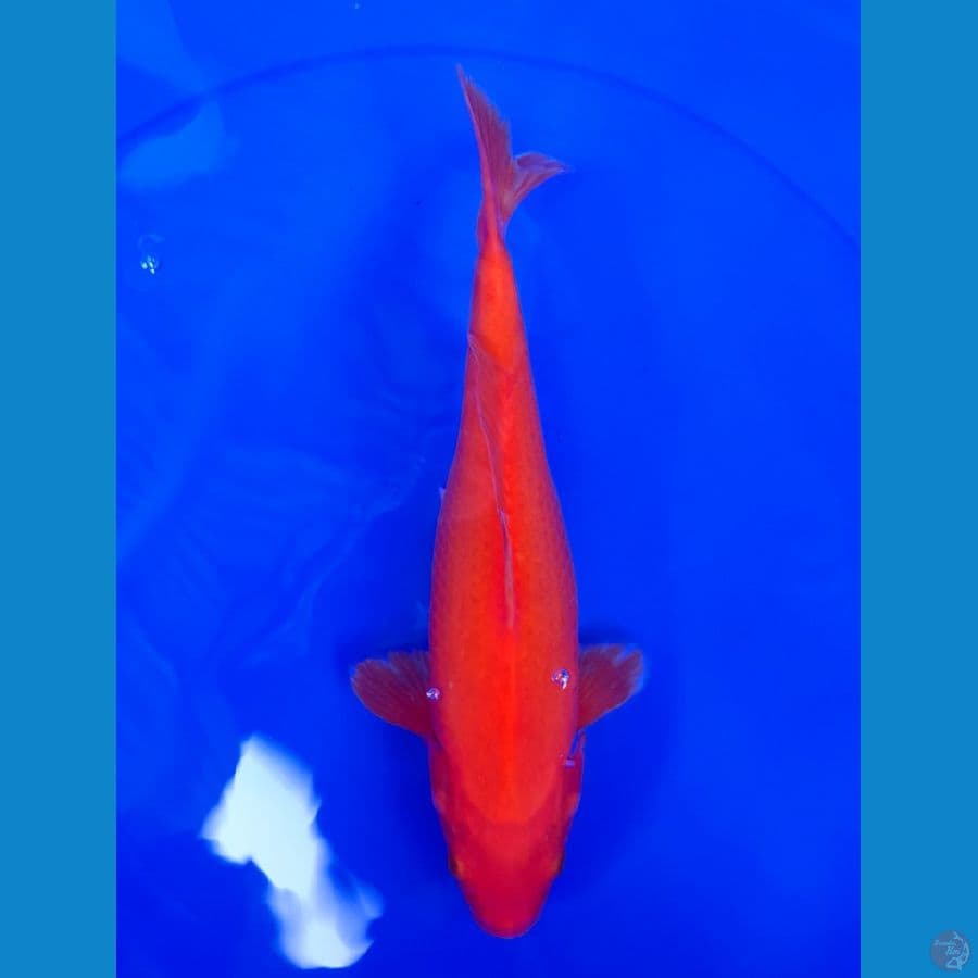 BENIGOI 28cm