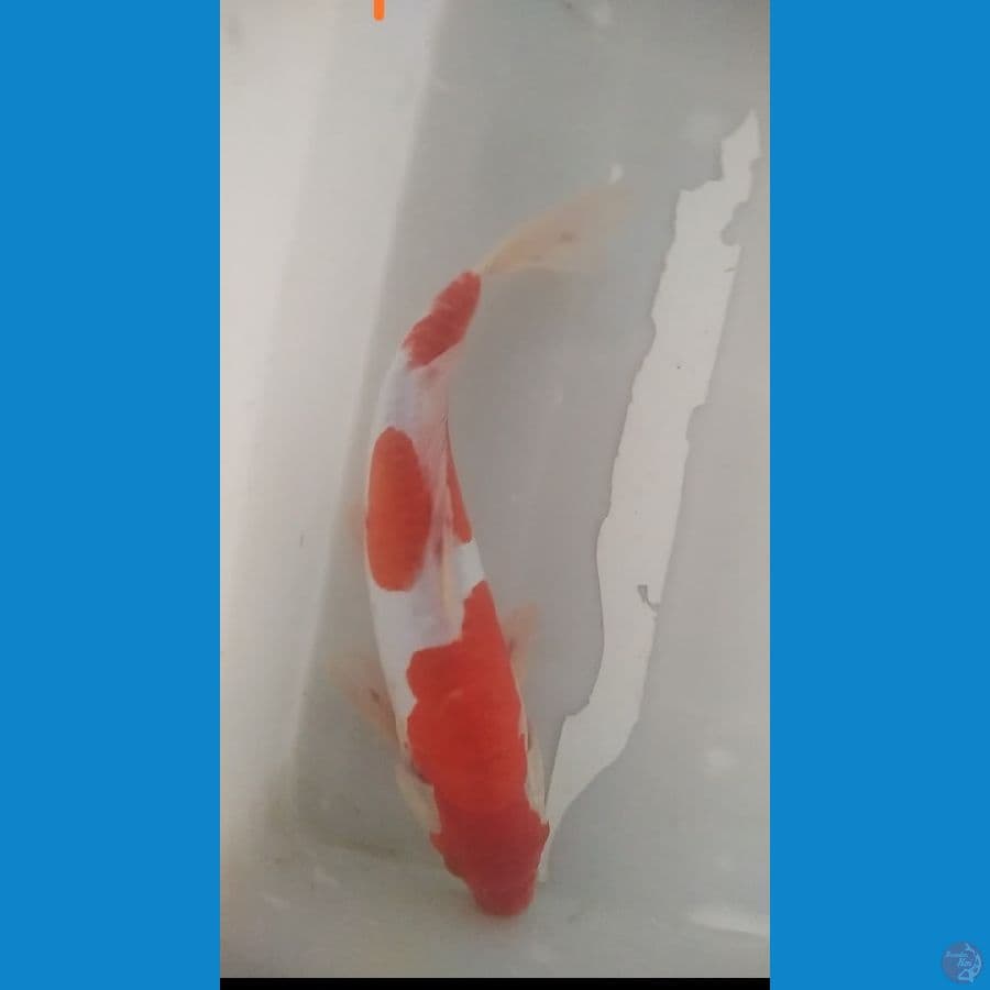 kohaku doitsu 27 cm