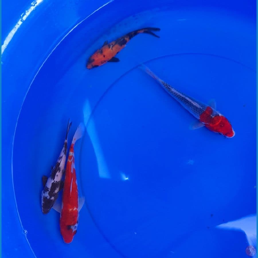 MIX 15-20CM