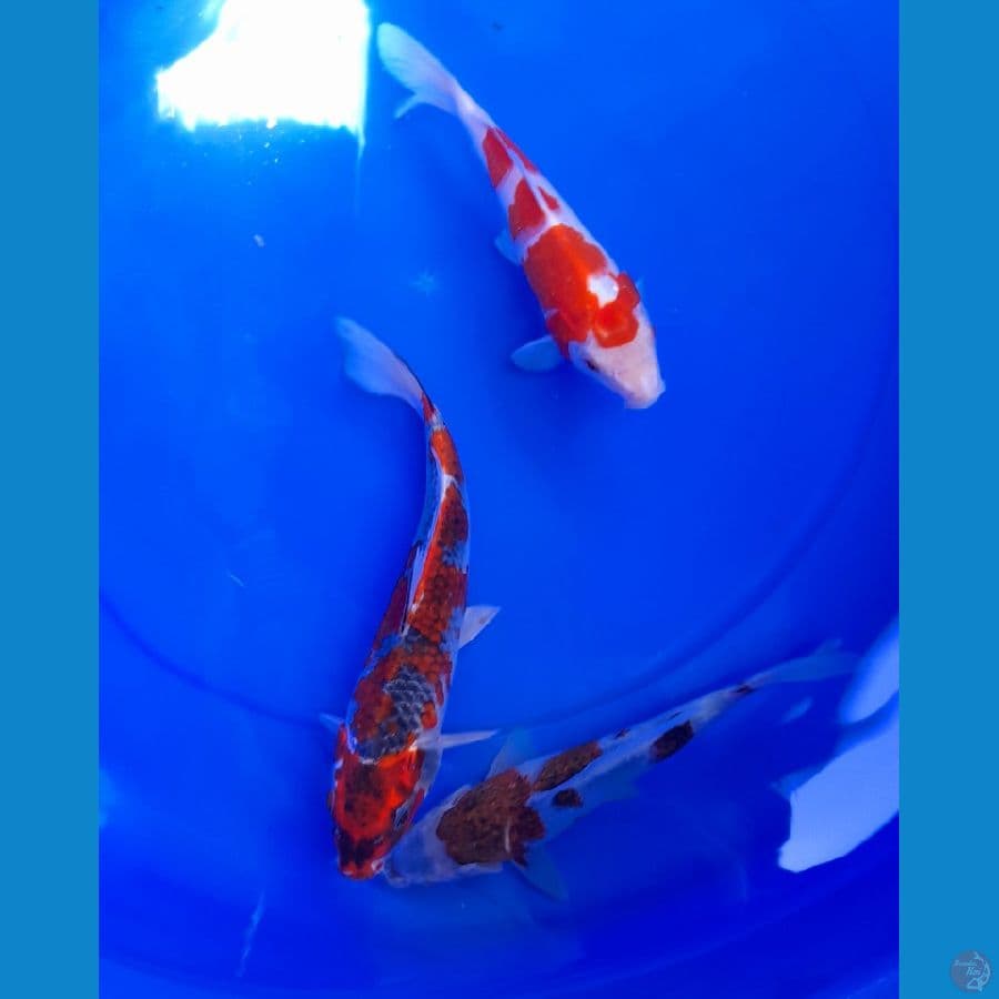MIX 20-24cm