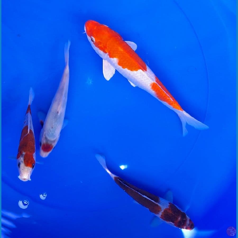 MIX 15-27CM