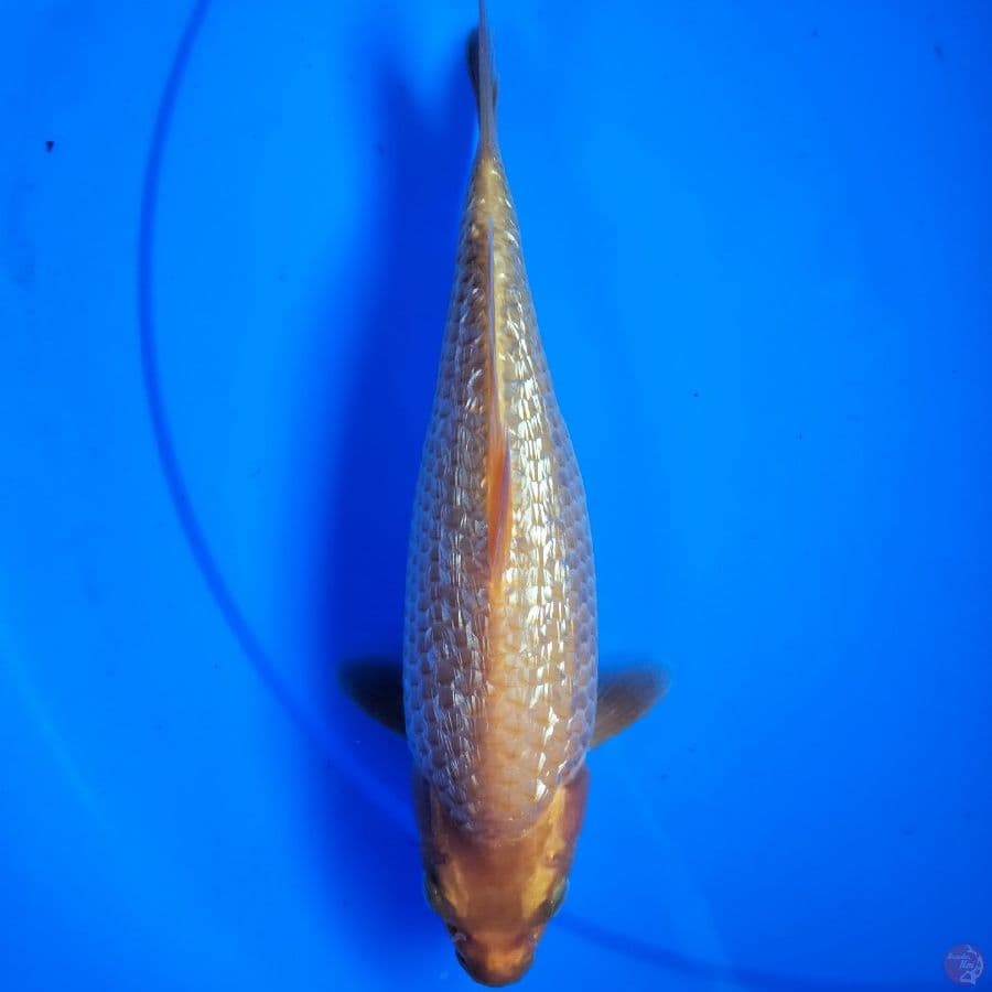 Golden Corn Ginrin 23cm