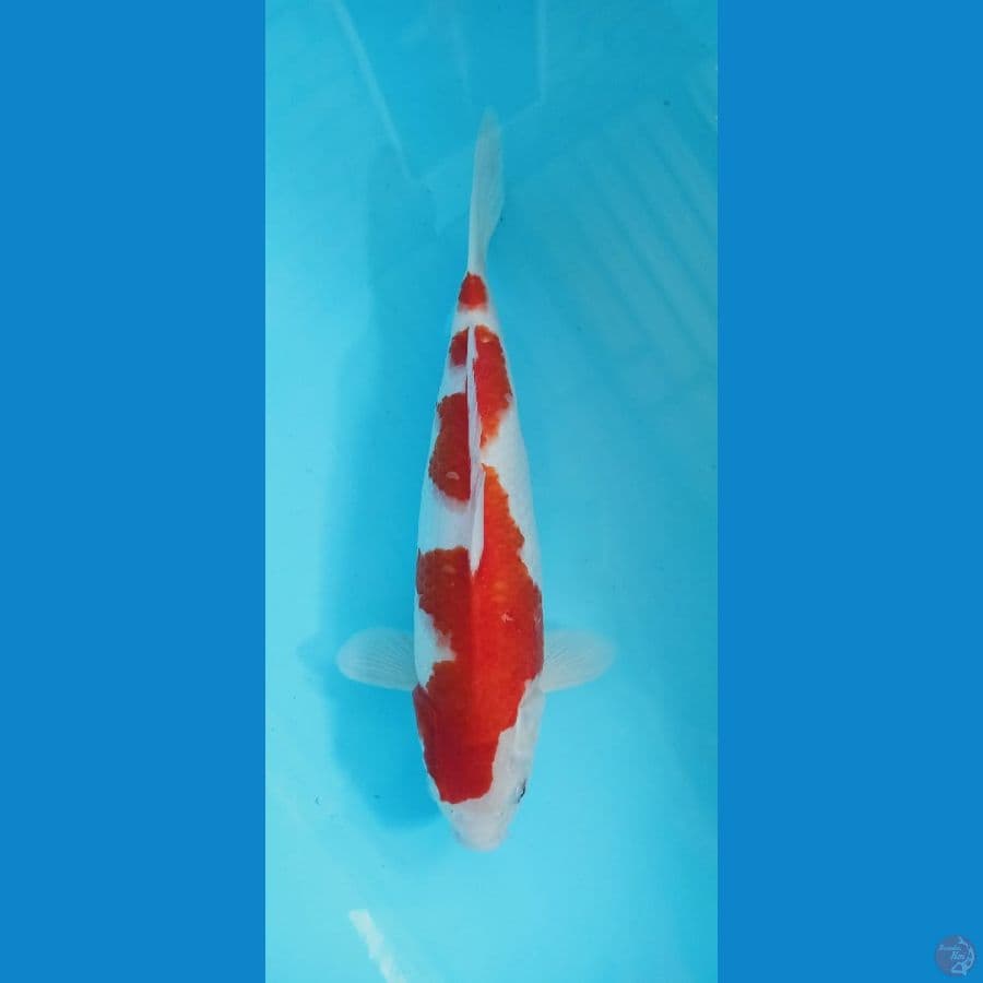 kohaku