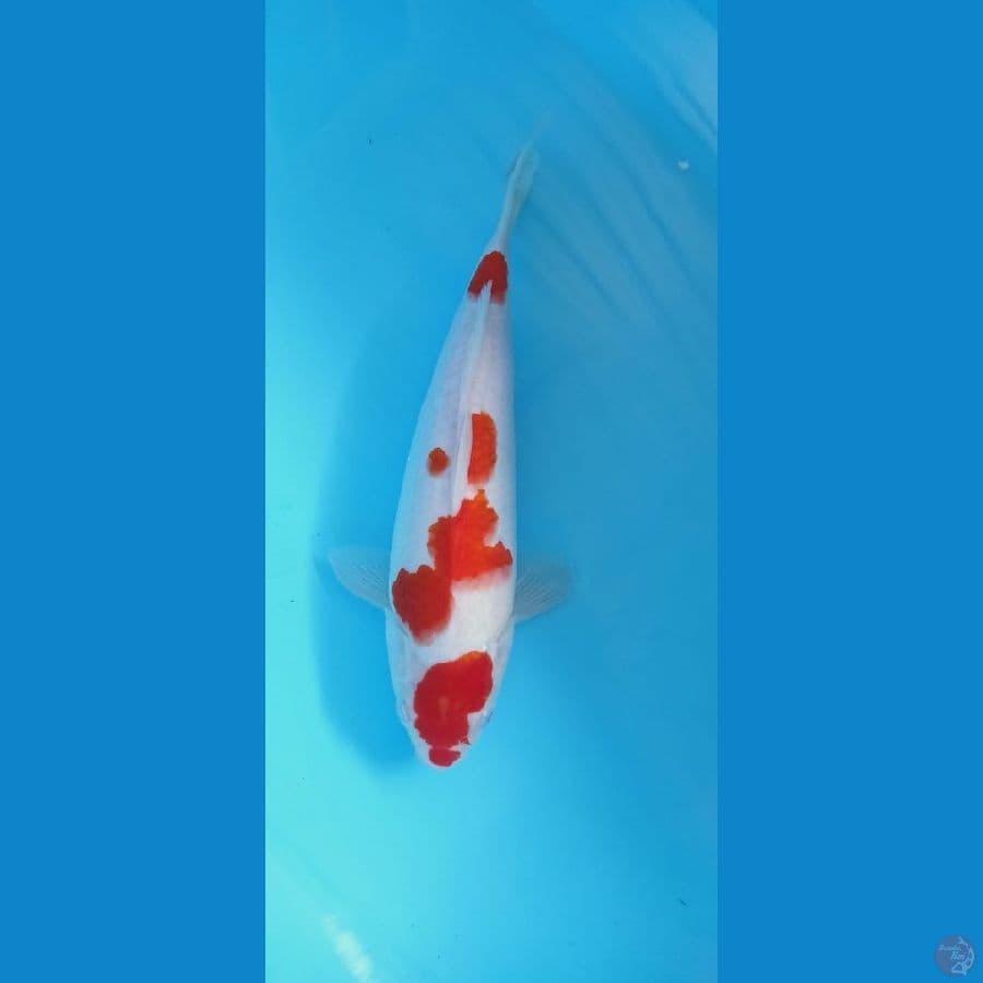 kohaku