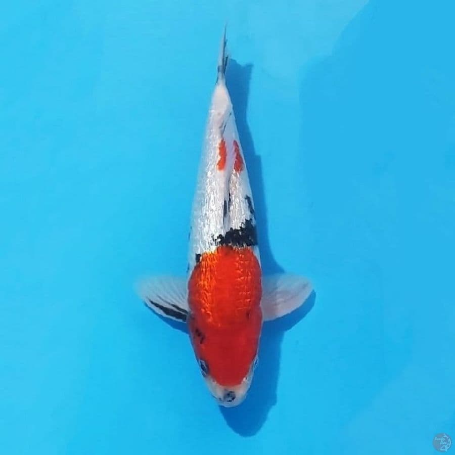 1. GINRIN SHOWA 28 CM MALE