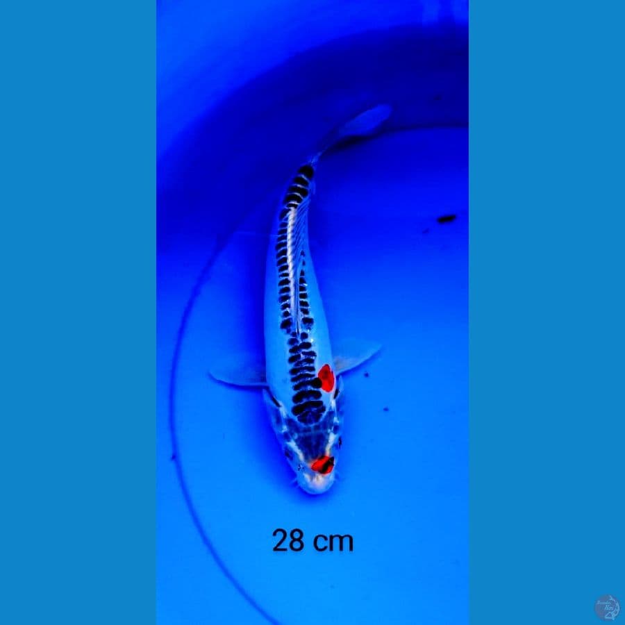 kiko 28 cm