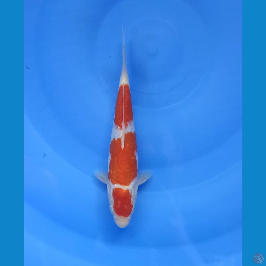 Kohaku gindrin 22 cm