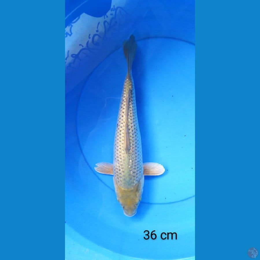 soragoi ginrin punuk 36 cm