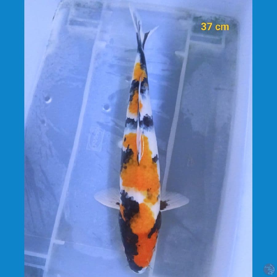 kindai 37 cm