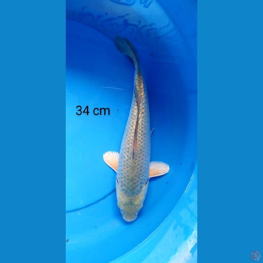 soragoi ginrin punuk 34 cm
