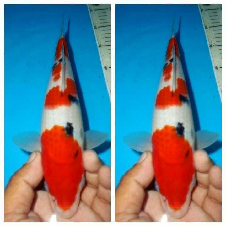 Baby tategoi sanke f1