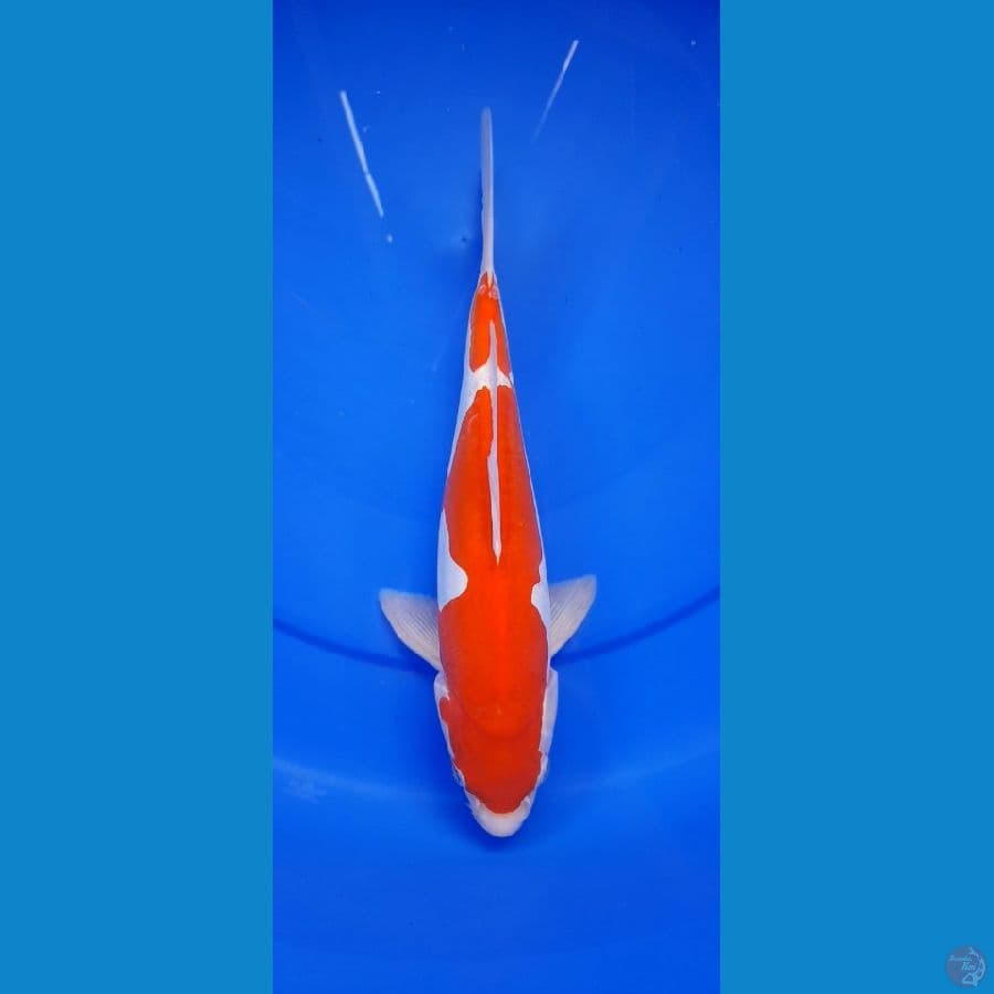 Kohaku doitsu Male