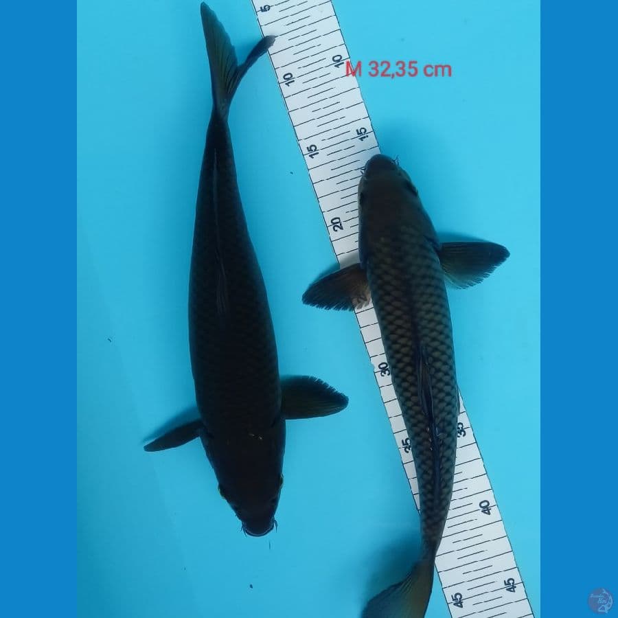 Black soragoi 32,33cm
