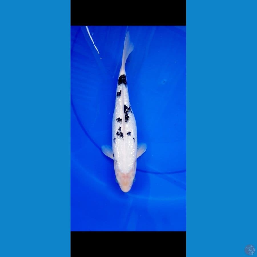 bekko ginrin female