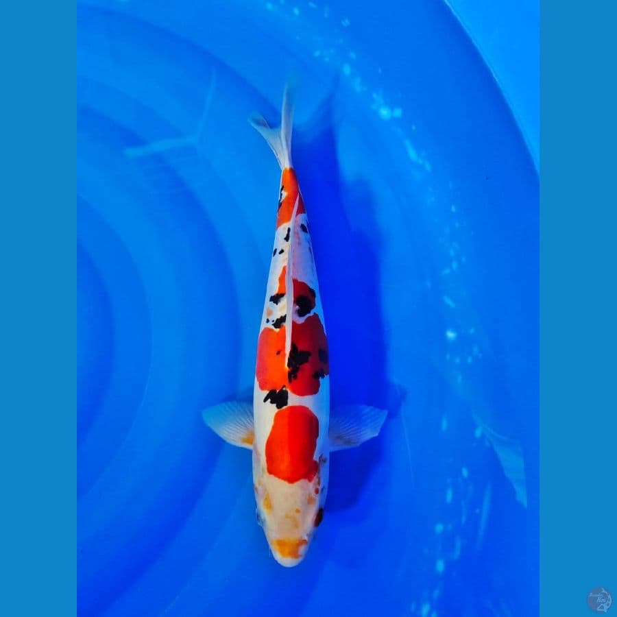 sanke doithsu 34cm