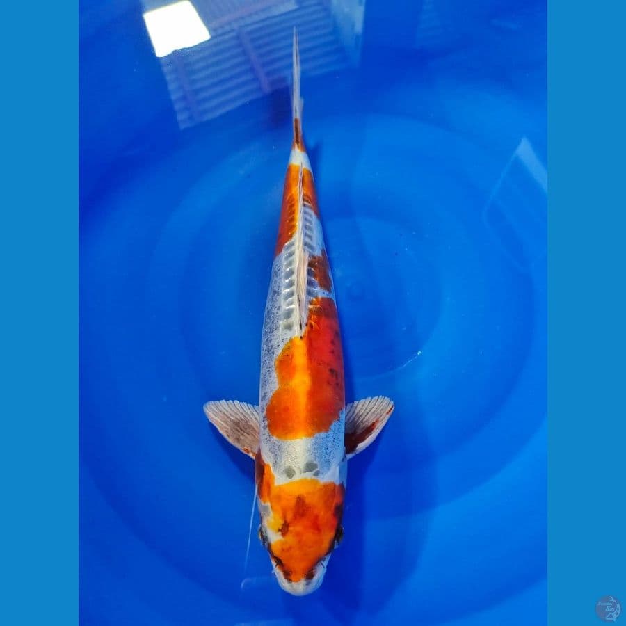kikoryu male 38cm