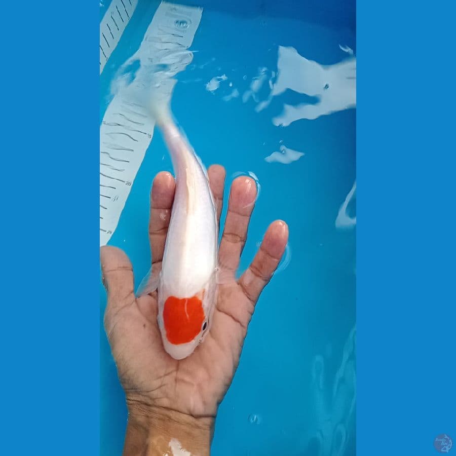 tanco kohaku doit 22 cm