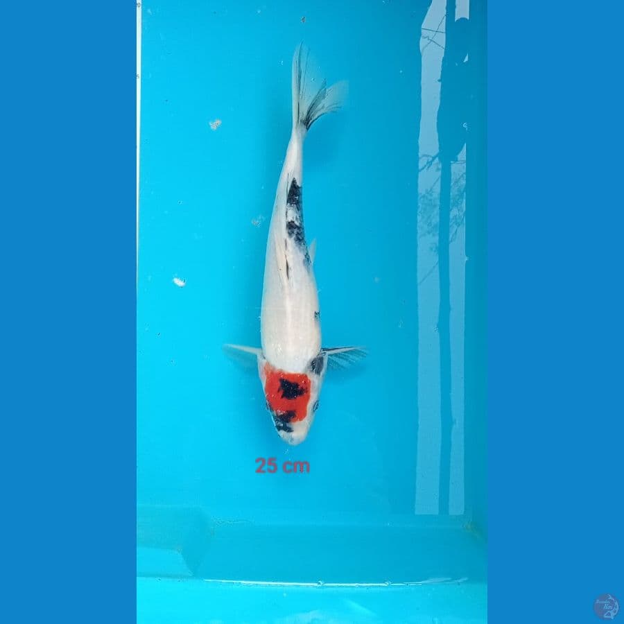 tanco showa tatagoi 25 cm