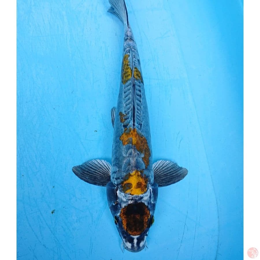 KIKO 32 CM