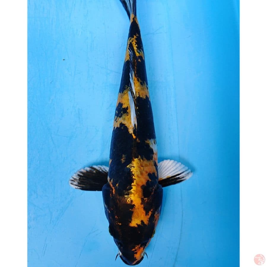 KIN SHOWA 32 CM