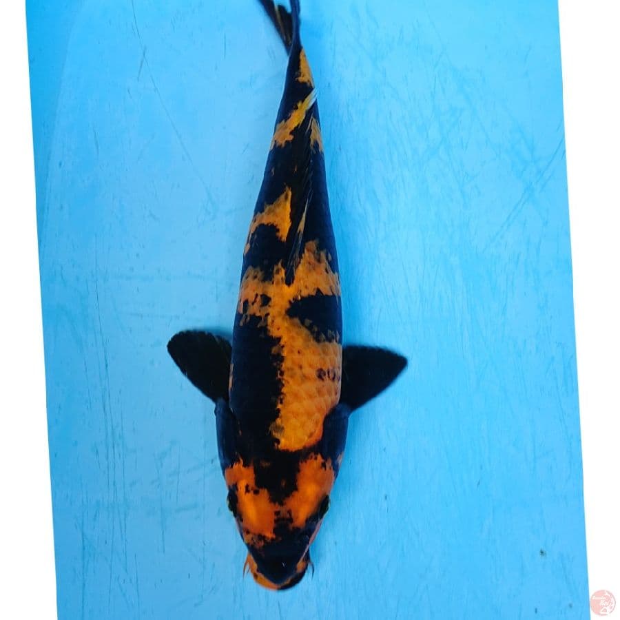 UTSURI 34 CM