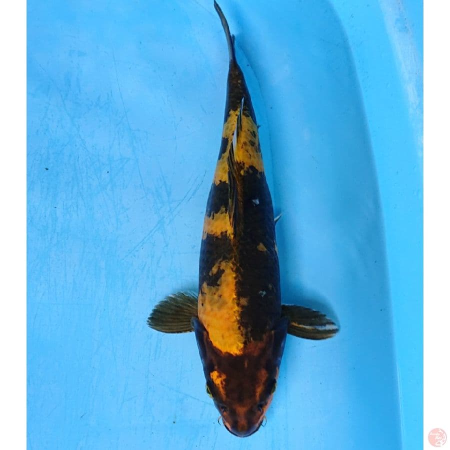 UTSURI 36 CM