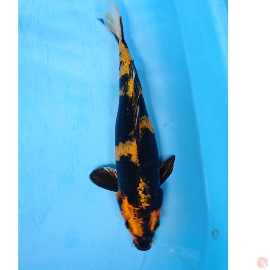 KIN SHOWA 31 CM