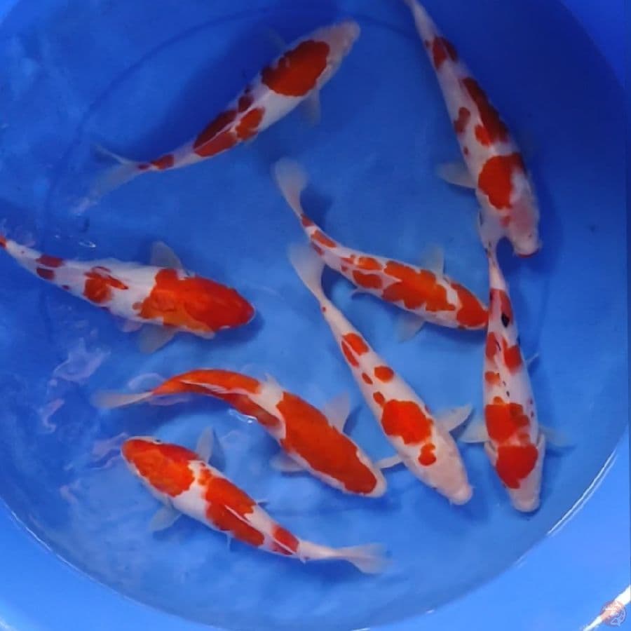 KOHAKU 23-26CM 8EKOR