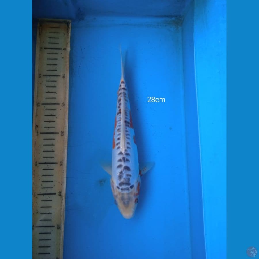 shusui 28cm