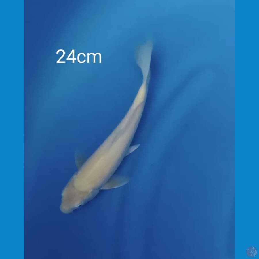 karashi red eye 24cm