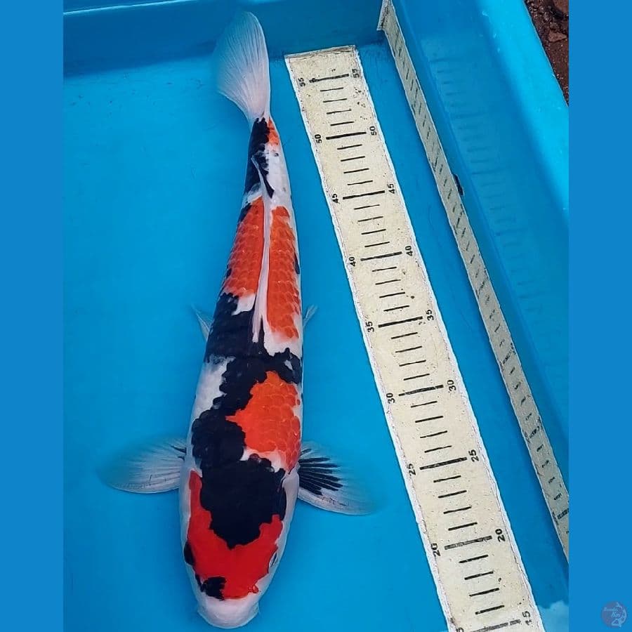 SHOWA 42 CM