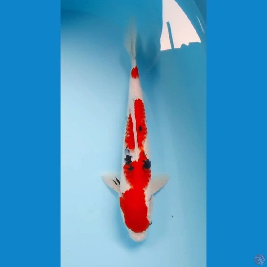 Sanke Strong 32cm (M)