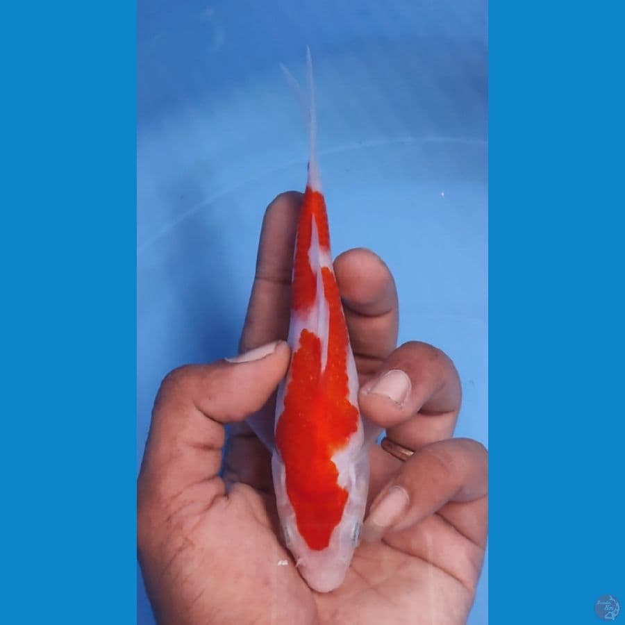 INAZUMA KOHAKU BAHAN KEEP 17CM