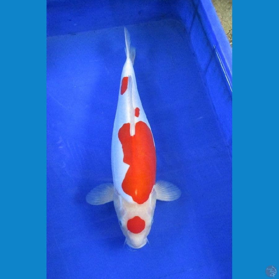 kohaku doitsu ±38cm