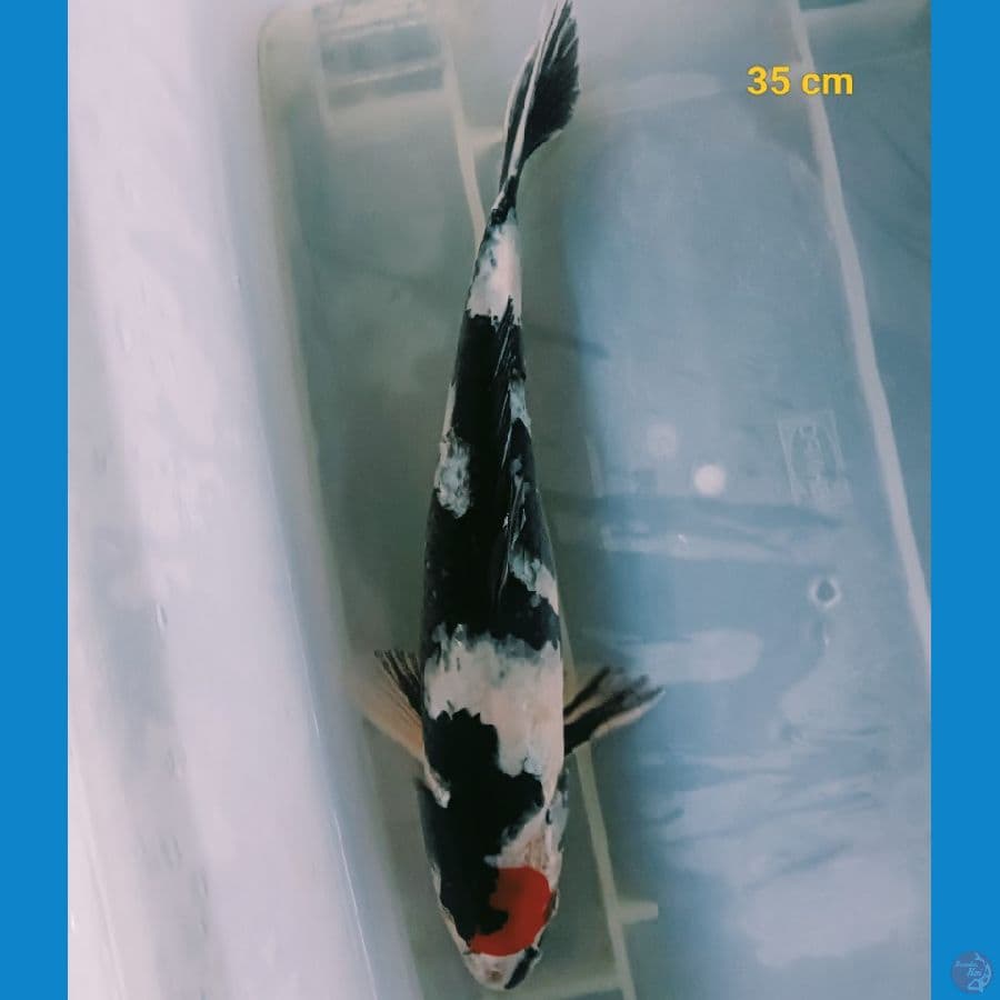 Tancho showa 35 cm