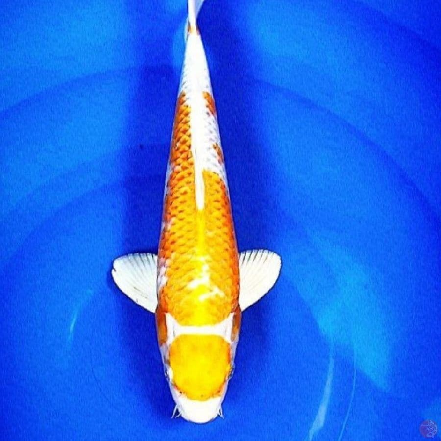 HARIWAKE 33CM