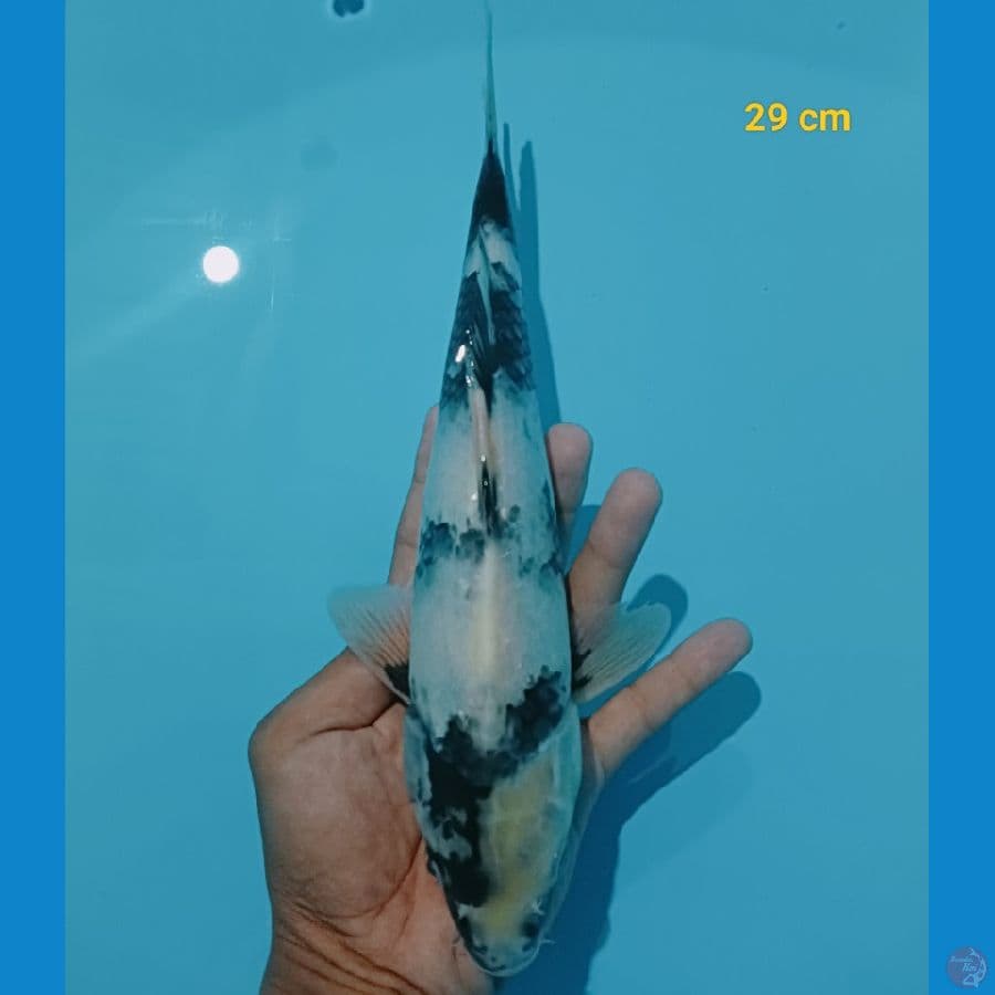 Male 29 cm