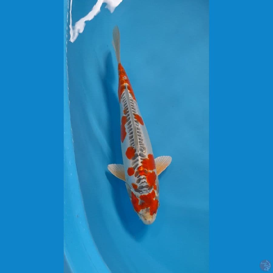 kujaku doitsu male 34cm
