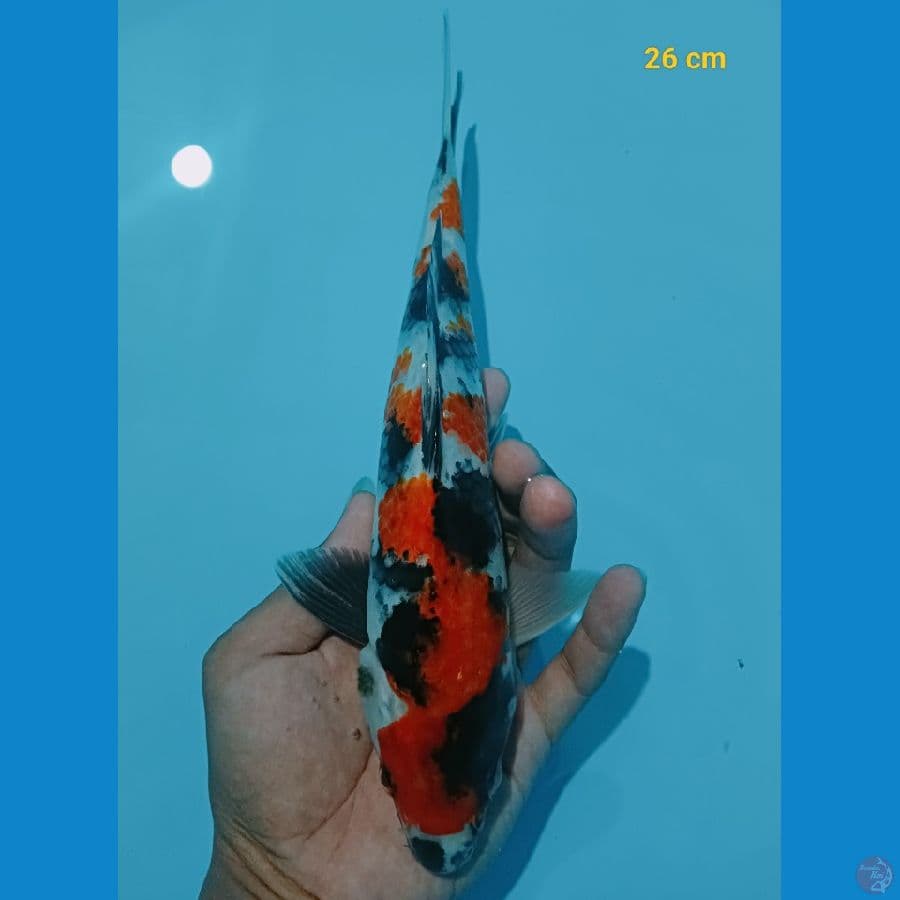 Male 26 cm