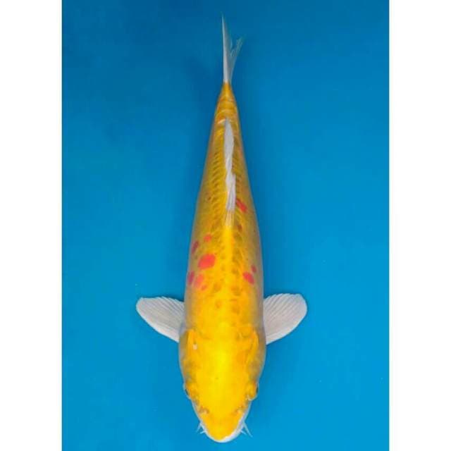 Okawa Hariwake Doitsu / Lemon