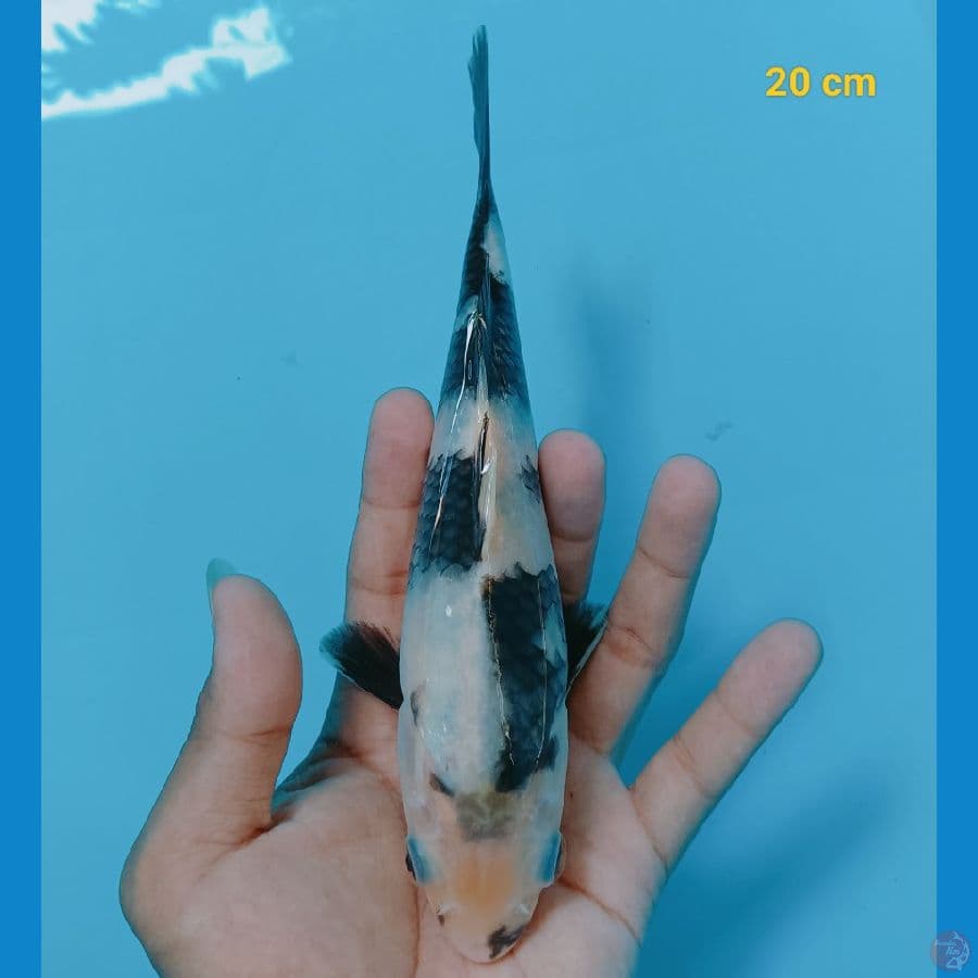 Shiro 20 cm