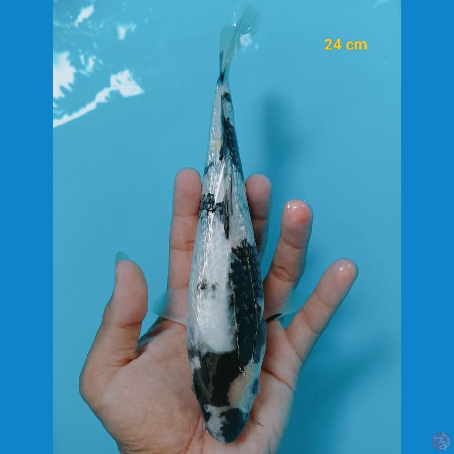 ginrin 24 cm