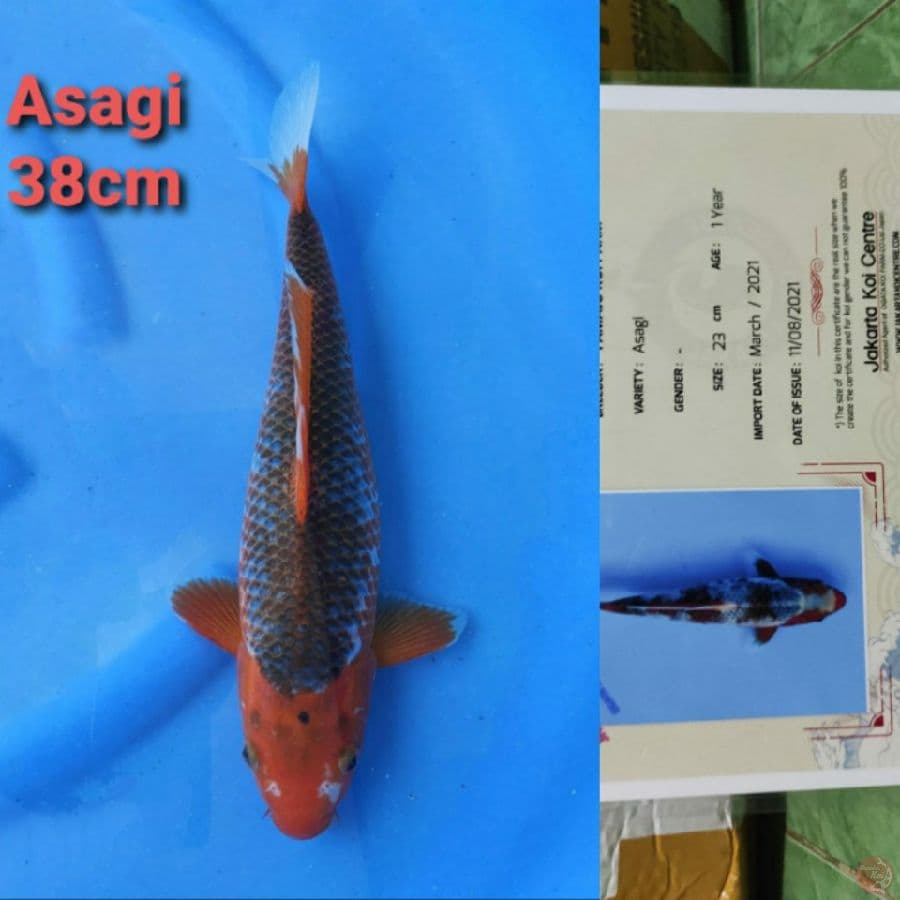 YAMAJYU ASAGI 38CM