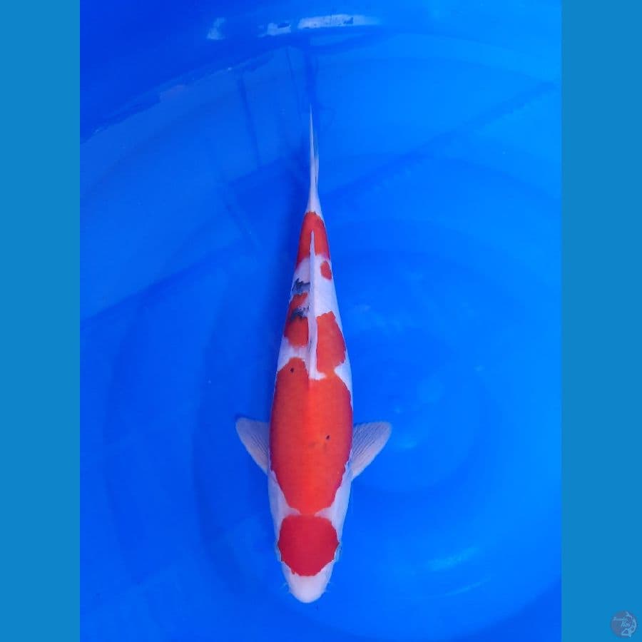 Sanke F35 cm